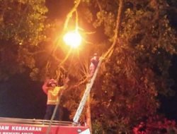 Mantap, Sarang Tawon Di Depan SPBU Ngalau Dibasmi Damkar Payakumbuh