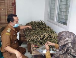 Camat Payakumbuh Timur Tangkis Covid-19 Dengan Daun Sungkai, Begini Caranya