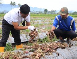 Panen Besar Di Payolinyam, Pemerintah Kota Payakumbuh Terus Dorong Petani Bawang Untuk Produktif Di Tengah Pandemi Covid-19