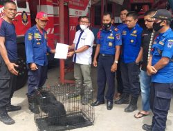 Hewan Dilindungi! Damkar Payakumbuh Berhasil Evakuasi Binturung Yang Masuk Ke Kamar Mandi Warga