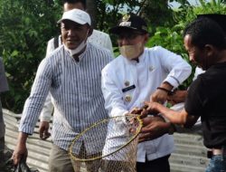 Pokdakan Barokiah Dan Pokdakan Tobek Godang Panen Perdana Ikan Dihadiri Bupati