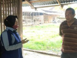 4 Ekor Sapi Di Kota Payakumbuh Ditemukan Terjangkit Virus PMK