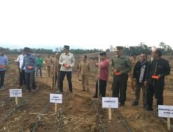 INTEGRASI JAGUNG-SAWIT BERGULIR, GUBERNUR MAHYELDI DAN BUPATI SAFARUDDIN TANAM PERDANA