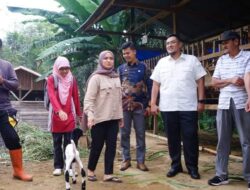 PETERNAKAN KAMBING ETAWA CUKUP MENJANJIKAN KEUNTUNGAN