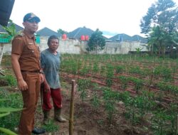 Turunkan Inflasi Daerah, Lurah Koto Tangah Ajak Warga Menanam Cabe