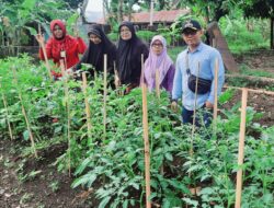 Kelurahan Napar Lakukan Gerakan Ketahanan Pangan