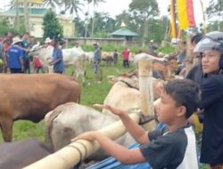 Tiakar Gelar Pacu Jawi, Om Zet : Tiakar Salah Satu Kelurahan yang aktif Memeriahkan HUT Kota