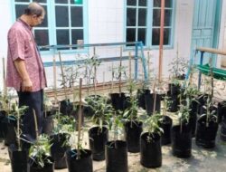Lawan Inflasi, Pekarangan DP3AP2KB Kota Payakumbuh Ditanami Cabe