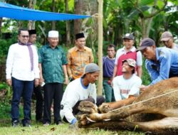 Masyarakat Sapta Marga II Sampaikan Puji dan Syukur Atas Bupati Eka Putra Kurbankan Satu Ekor Sapi Simental