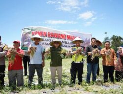 Panen Perdana Bawang Merah, Bupati Eka Putra  Berharap Nagari Lain Dapat Menirunya Untuk Mengendalikan Inflasi Daerah