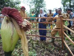 Bupati Eka Putra Datangi Lokasi Tumbuhnya Amorphophallus Titanum Di Nagari Buo