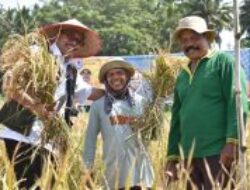 Panen Padi Serentak di Payakumbuh Barat: Upaya Tekan Inflasi dan Sejahterakan Petani