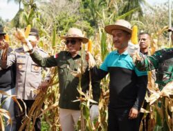Bupati Eka Putra Lakukan Panen Raya Perdana Jagung Bersama Kelompok Tani Milenial Pulai Sakato Rambatan