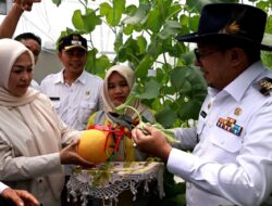 Didampingi Ketua TP PKK Tanah Datar, Bupati Eka Putra Panen Melon Hasil Budidaya Kelompok Tani