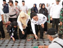 Dukung Program Pemerintah Swasembada Pangan, Nagari Cubadak Bertekat Menjadi Sentra Bawang Merah