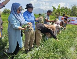 Kelompok Tani BMC Jaya Cubadak Panen Bawang, Bupati Eka Putra Harap Menjadi Contoh Keltan dan Nagari Lain di Tanah Datar